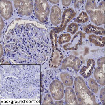 Anti-PRDX5 Antibody (R3H91)