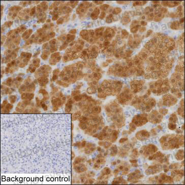 Anti-PEBP1 Antibody (R3H92)