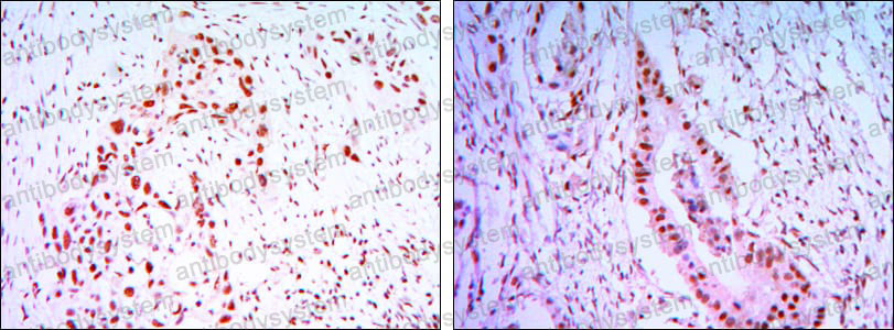 Anti-CDC27 Antibody (R3H96)
