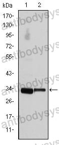 Anti-CCND3 Antibody (R3H97)