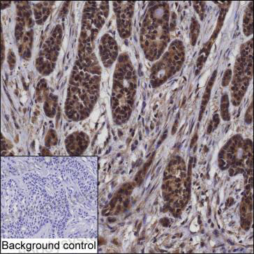 Anti-CDC25A Antibody (R3H98)