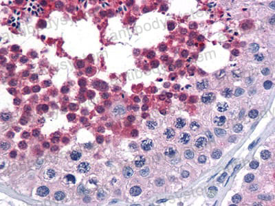 Anti-CDC25C Antibody (R3H99)