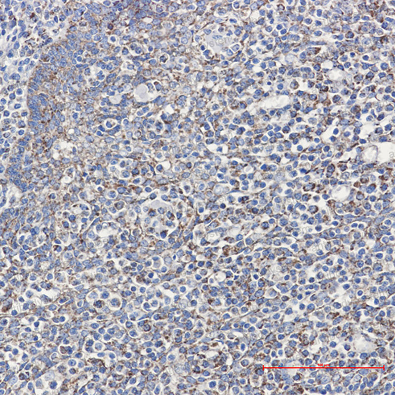 Anti-PPIF Antibody (R1T96)