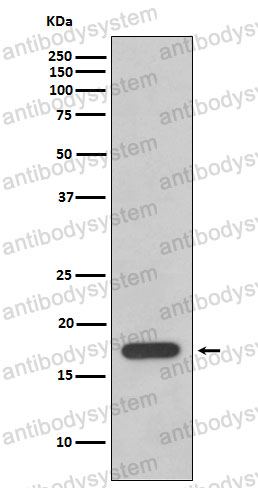 Anti-PPIF Antibody (R1T95)