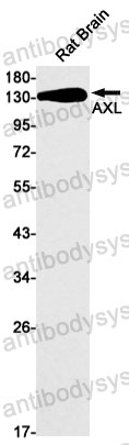 Anti-AXL/UFO Antibody (R1U02)
