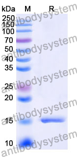 Anti-Human AGTR1 Nanobody (SAA1316)