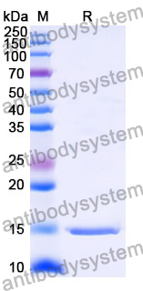 Anti-Human AGTR1 Nanobody (SAA1005)