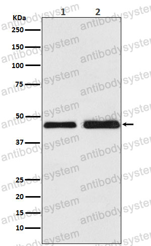 Anti-OXTR Antibody (R1U08)
