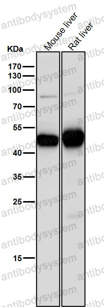 Anti-MAT2A Antibody (R1U13)