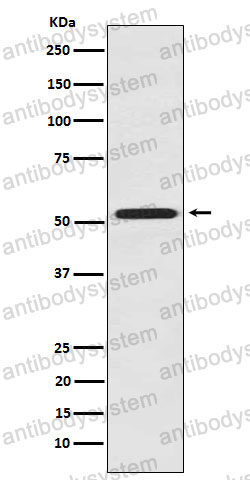 Anti-FMO3 Antibody (R1U24)