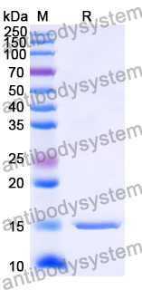 Anti-Human AKT1 Nanobody (SAA1080)