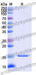 Anti-Human AKT1 Nanobody (SAA1231)