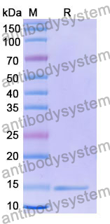 Anti-Human CD132/IL2RG Nanobody (SAA1050)