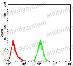 Anti-YWHAB Antibody (R3J26)