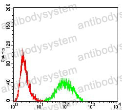 Anti-YWHAB Antibody (R3J27)