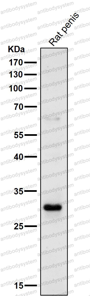 Anti-SFN Antibody (R1U37)
