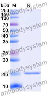 Anti-Human CD32b/FCGR2B Nanobody (SAA1313)