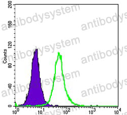 Anti-OTX2 Antibody (R3J31)