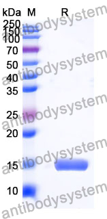 Anti-Human MC4R Nanobody (SAA0796)