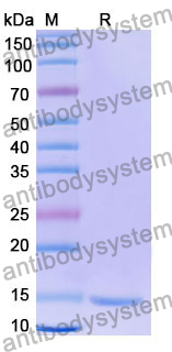 Anti-Human MC4R Nanobody (SAA1276)