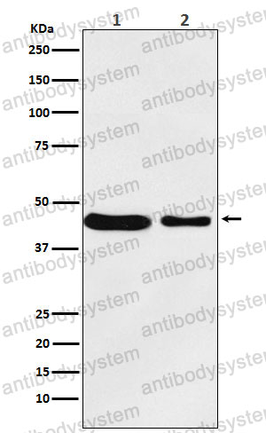 Anti-MC4R Antibody (R1U48)