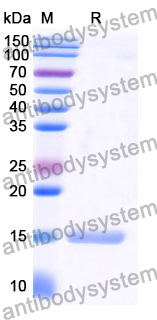 Anti-Human CD197/CCR7 Nanobody (SAA1349)