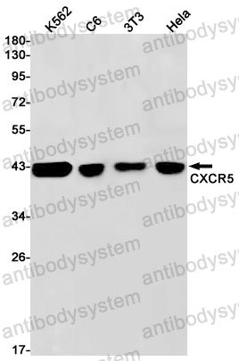 Anti-CD185/CXCR5 Antibody (R1U51)