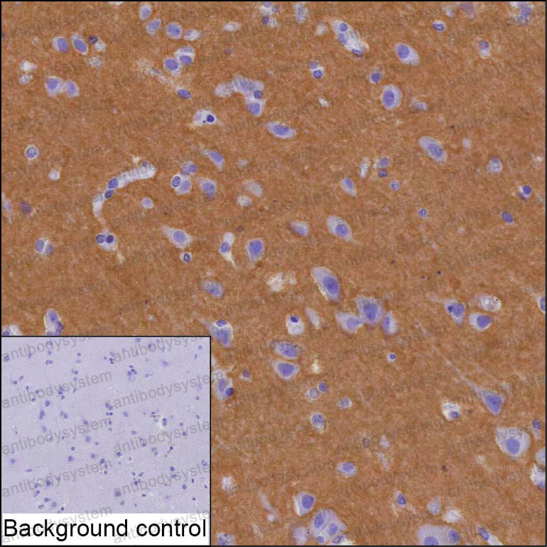 Anti-STX2 Antibody (R3J40)