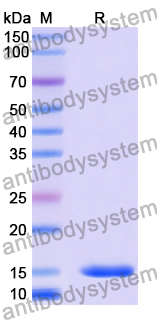 Anti-Human CD70 Nanobody (SAA2049)