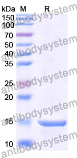 Anti-Human LSP1 Nanobody (SAA1249)