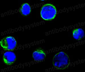 Anti-CD80/B7-1 Antibody (R3J51)
