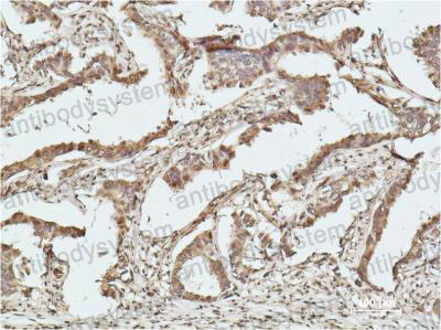 Anti-Histone H2B Antibody (R3J53)