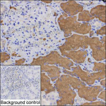Anti-SHMT1 Antibody (R3J57)