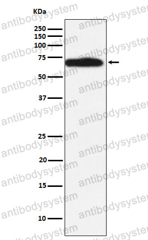 Anti-RYK Antibody (R1U80)