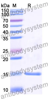 Anti-Human CTNNB1 Nanobody (SAA1197)