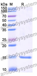 Anti-Human CTNNB1 Nanobody (SAA1188)