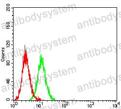 Anti-CTNNB1 Antibody (R3J67)