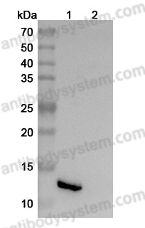 Anti-Human IL13 Antibody (SAA2016)