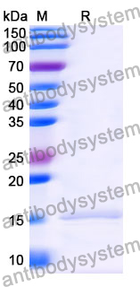 Anti-Human APLNR Nanobody (SAA1115)