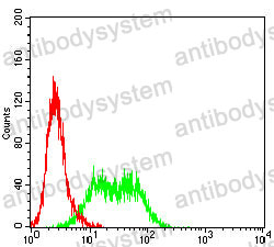 Anti-KRT9 Antibody (R3J77)