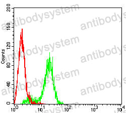 Anti-KRT9 Antibody (R3J78)