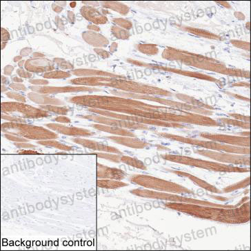 Anti-ACTN2 Antibody (R3J82)