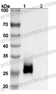 Research Grade Anti-Human CD147/BSG (SAA0324)