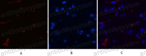 Anti-CHOP/GADD153/DDIT3 Antibody (R3J90)
