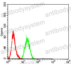 Anti-HNF1B Antibody (R3J91)