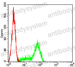 Anti-KRT2 Antibody (R3J97)