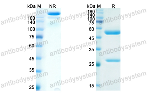 Research Grade Anti-Human CD309/KDR/VEGFR-2 (IMC-1C11)