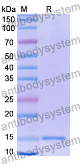 Anti-Human CD309/KDR/VEGFR-2 Nanobody (SAA1230)