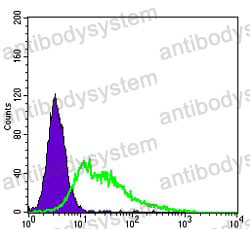 Anti-CD309/KDR/VEGFR-2 Antibody (R3J99)