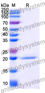 Anti-Human CD135/FLT3 Nanobody (SAA1328)